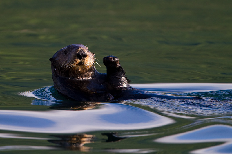 Sea Otter